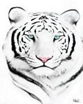 pic for White Tiger